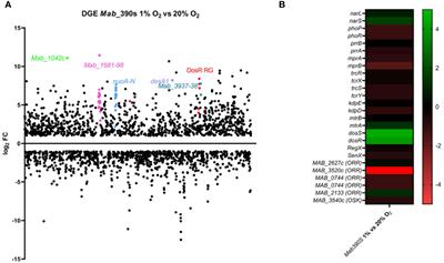 Mycobacterium abscessus DosRS two-component system controls a species-specific regulon required for adaptation to hypoxia